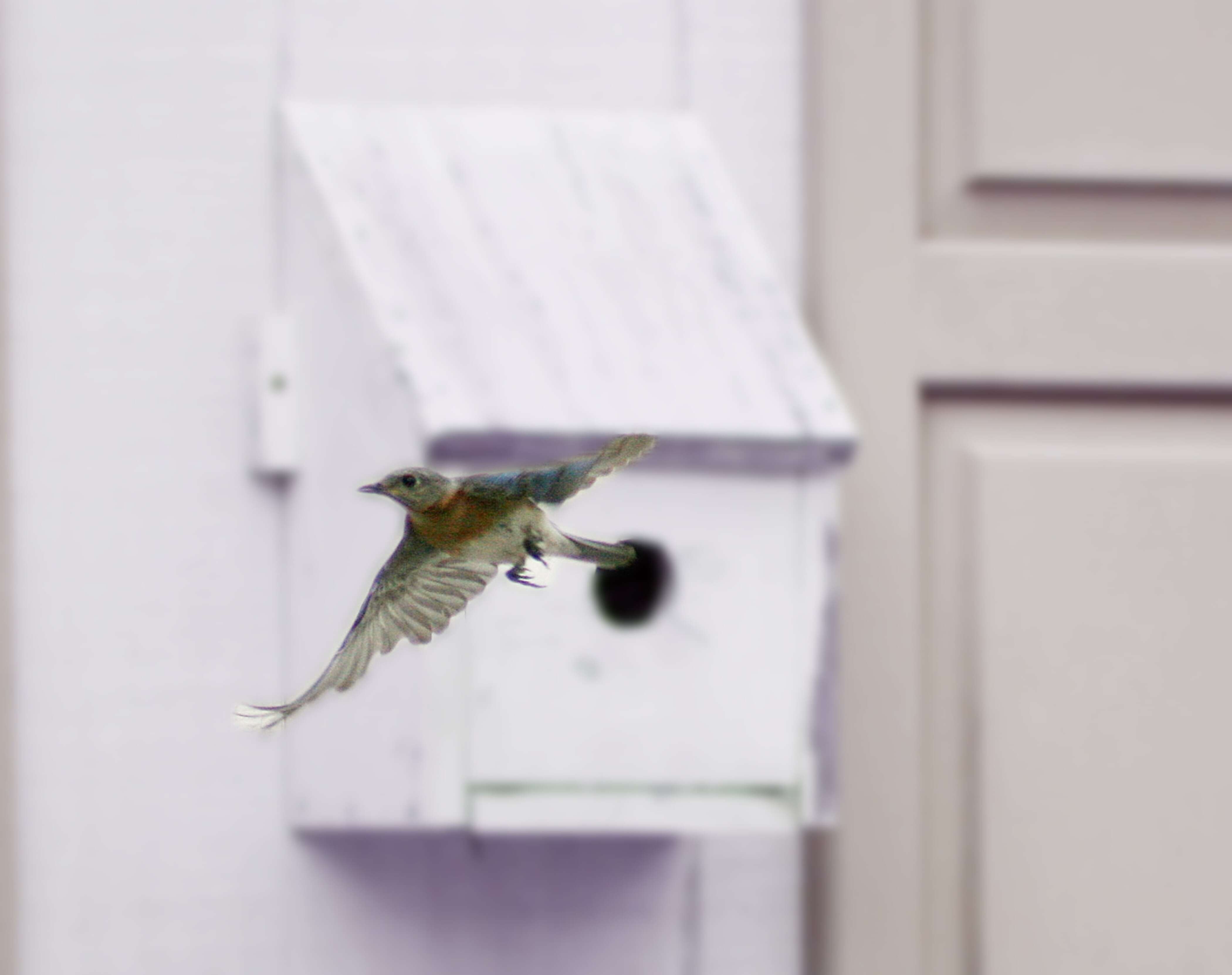 Image of Eastern Bluebird