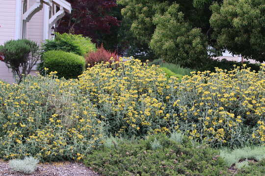 Plancia ëd Phlomis fruticosa L.