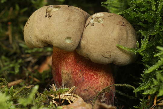 Image of Scarlet-stemmed Bolete