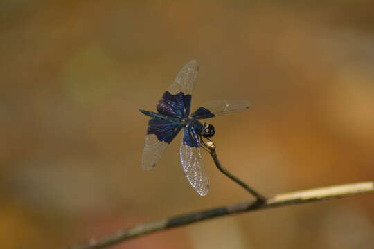 Слика од Rhyothemis triangularis Kirby 1889