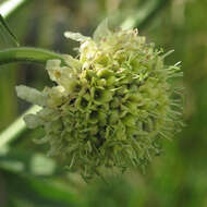 Image of Cephalaria alpina (L.) Schrad.