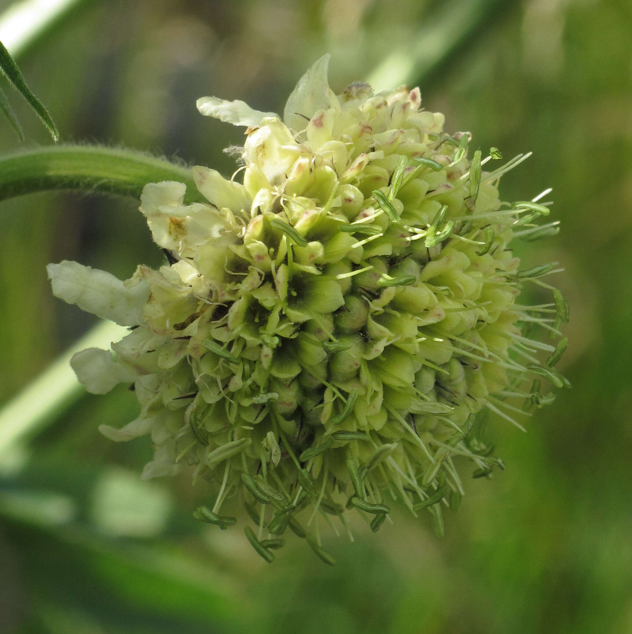 Cephalaria alpina (L.) Schrad. resmi