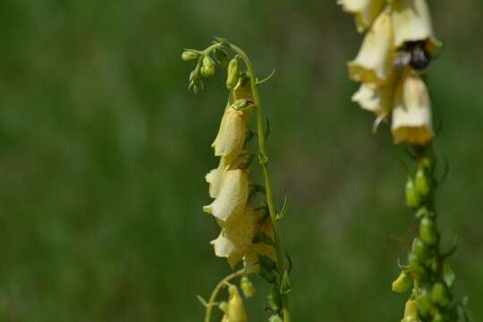 Imagem de Digitalis grandiflora Mill.