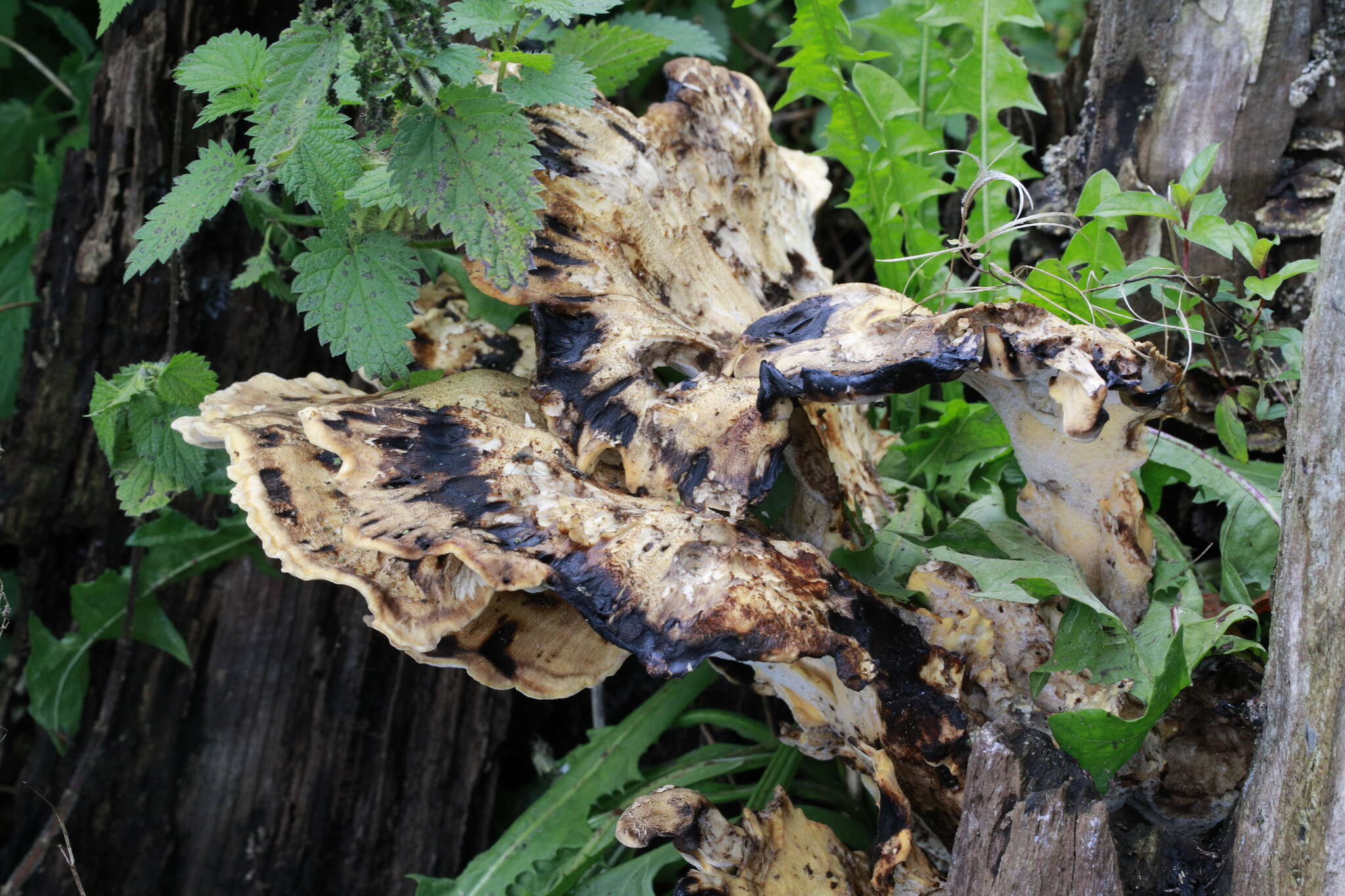 Image de Polypore géant