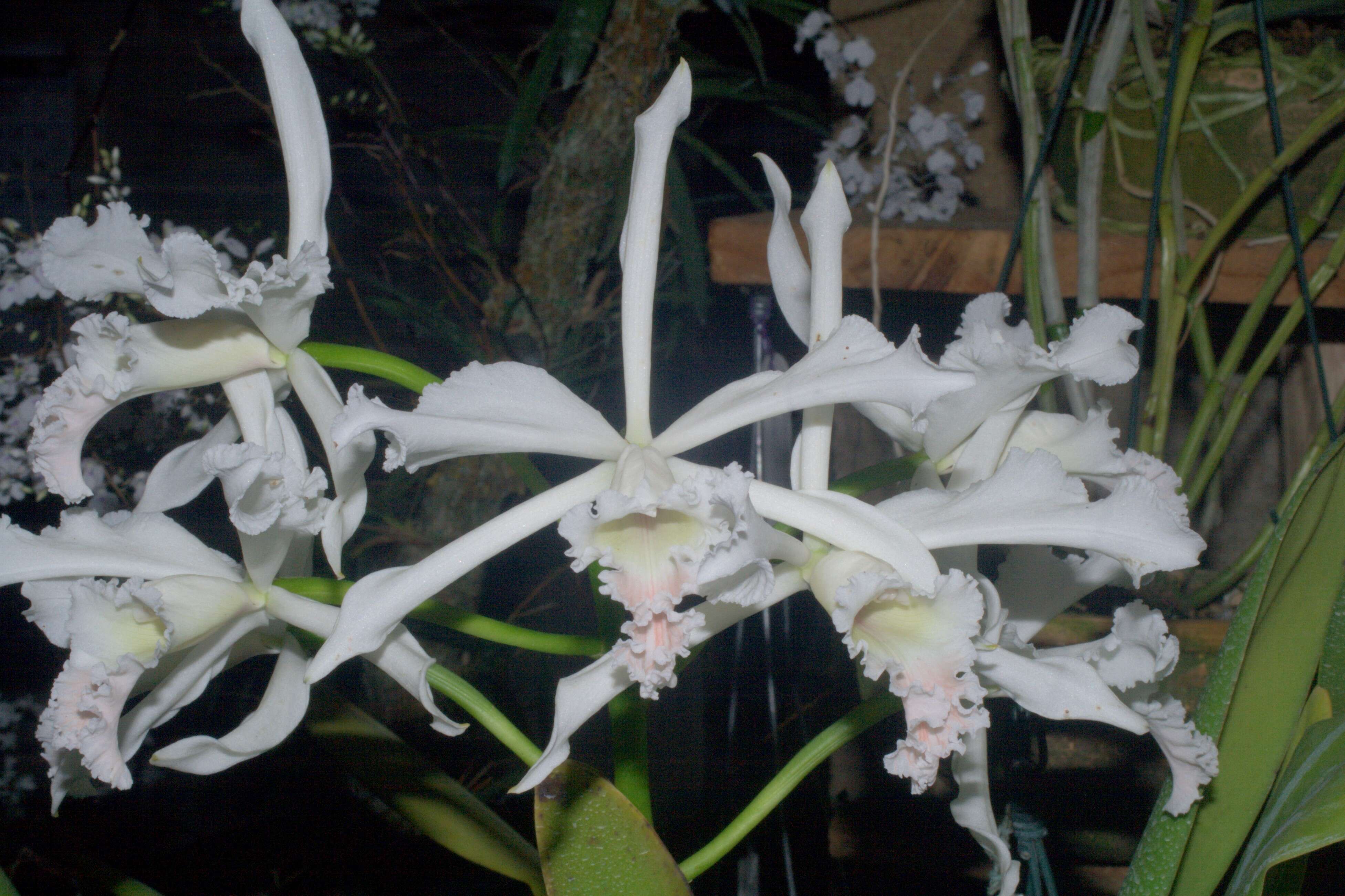 صورة Cattleya crispa Lindl.