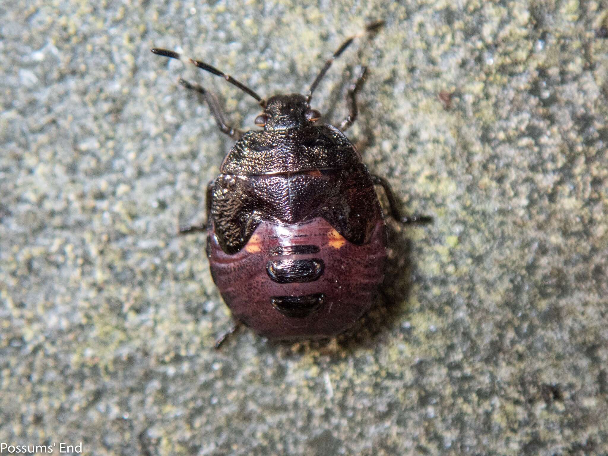 Image of Pittosporum shield bug