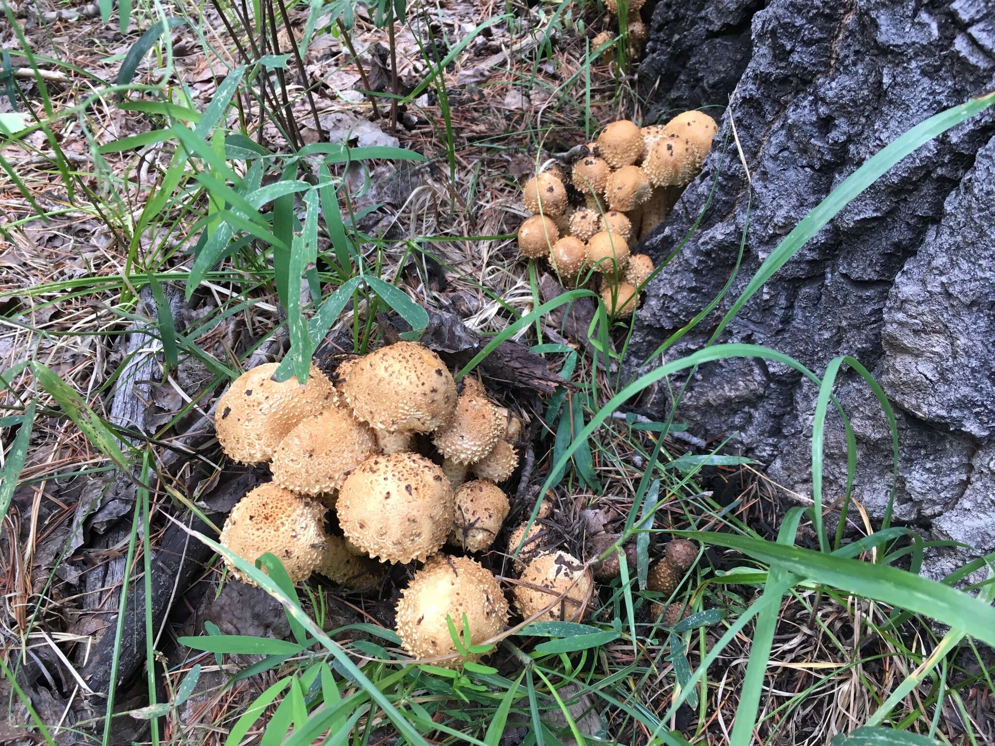 Pholiota squarrosa (Vahl) P. Kumm. 1871 resmi