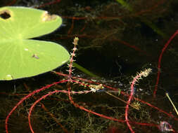 Image of twoleaf watermilfoil