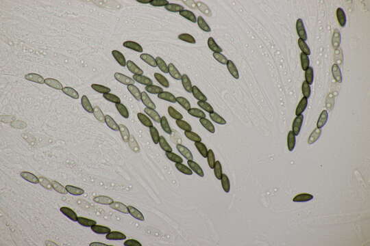 Image of Candle-snuff Fungus