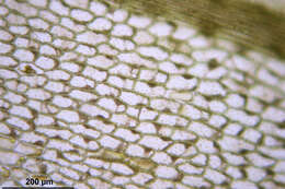 Image of Schleicher's bryum moss