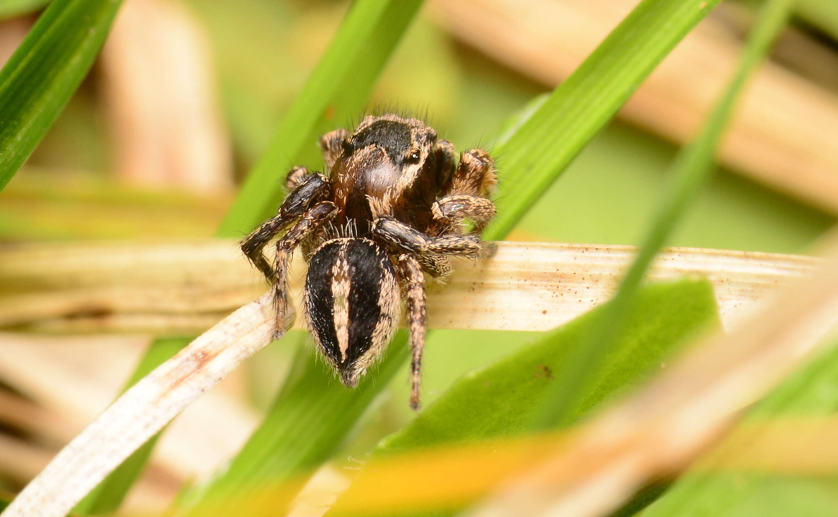 Image of paradise spiders