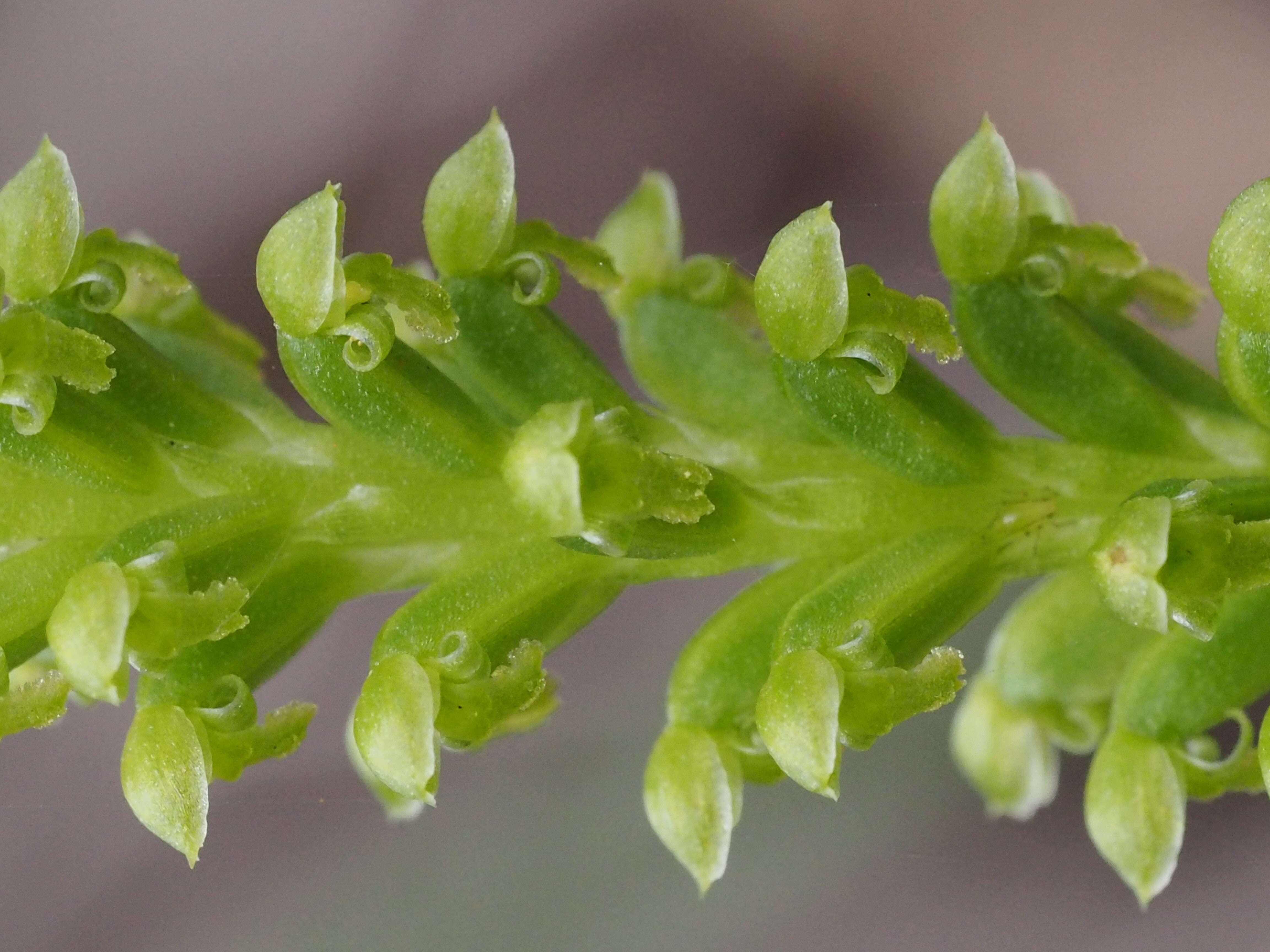 Image of Mignonette orchid