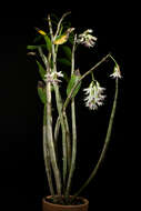 Imagem de Dendrobium amethystoglossum Rchb. fil.