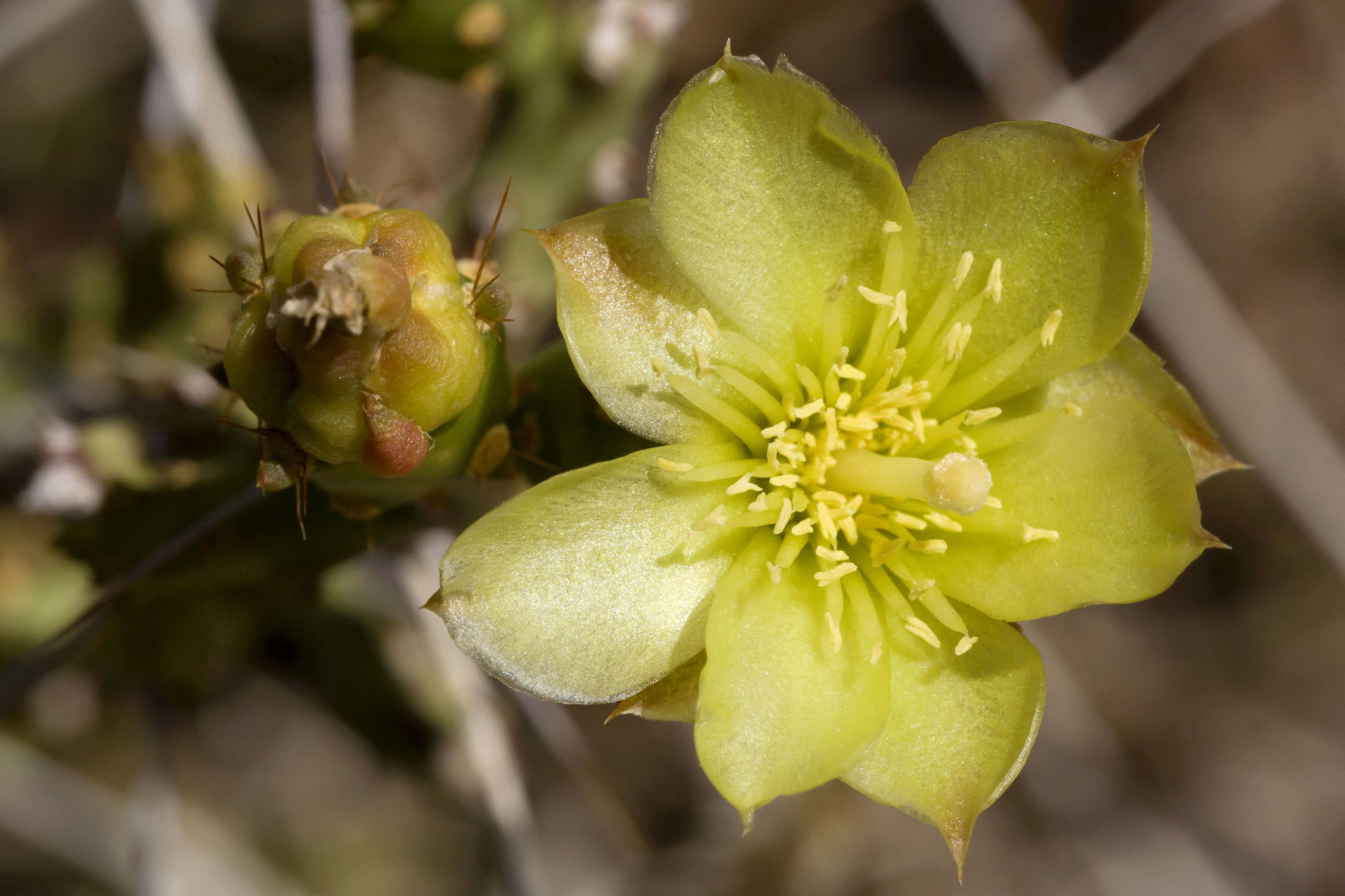 Image de Cylindropuntia leptocaulis (DC.) F. M. Knuth