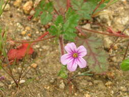 Image of longbeak stork's bill