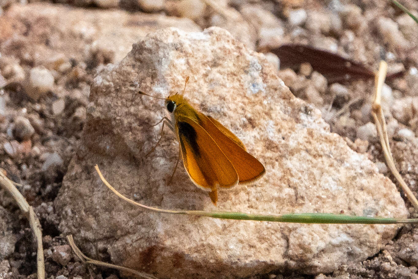 Image of Orange Skipperling