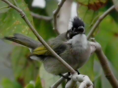 Image of Light-vented Bulbul