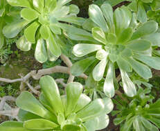 Image of Aeonium arboreum subsp. holochrysum (H. Y. Liu) Bañares