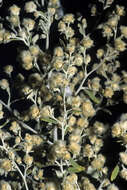 صورة Tarchonanthus camphoratus L.