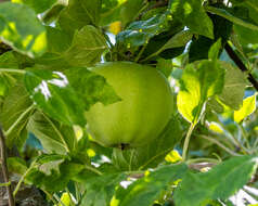 Image of apple