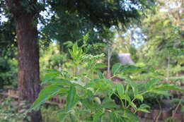 Image of Sambucus cerulea