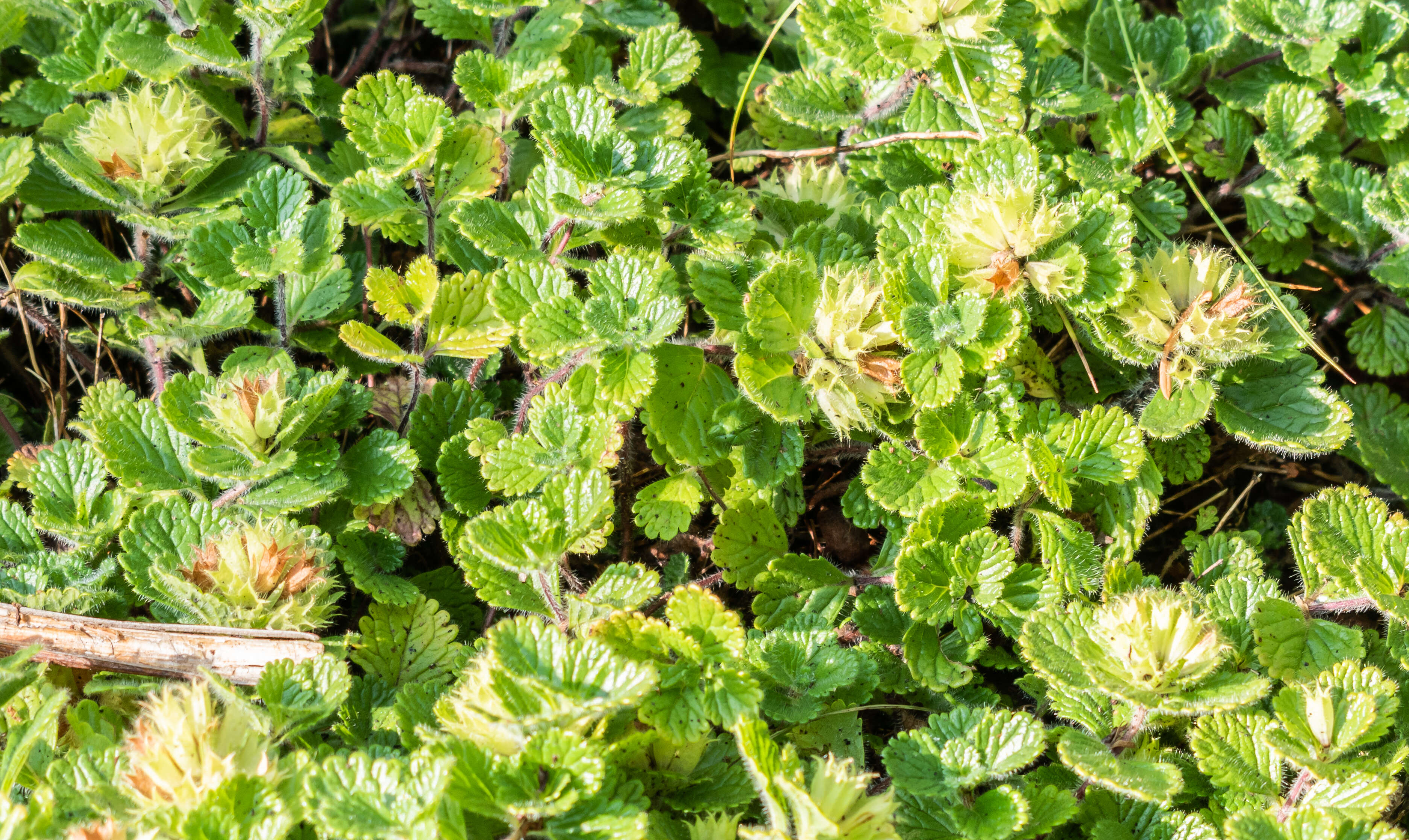 Слика од Teucrium pyrenaicum L.