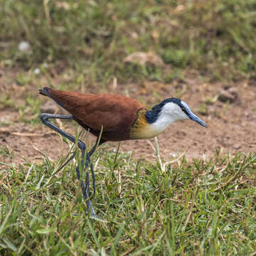 Image of Actophilornis Oberholser 1925