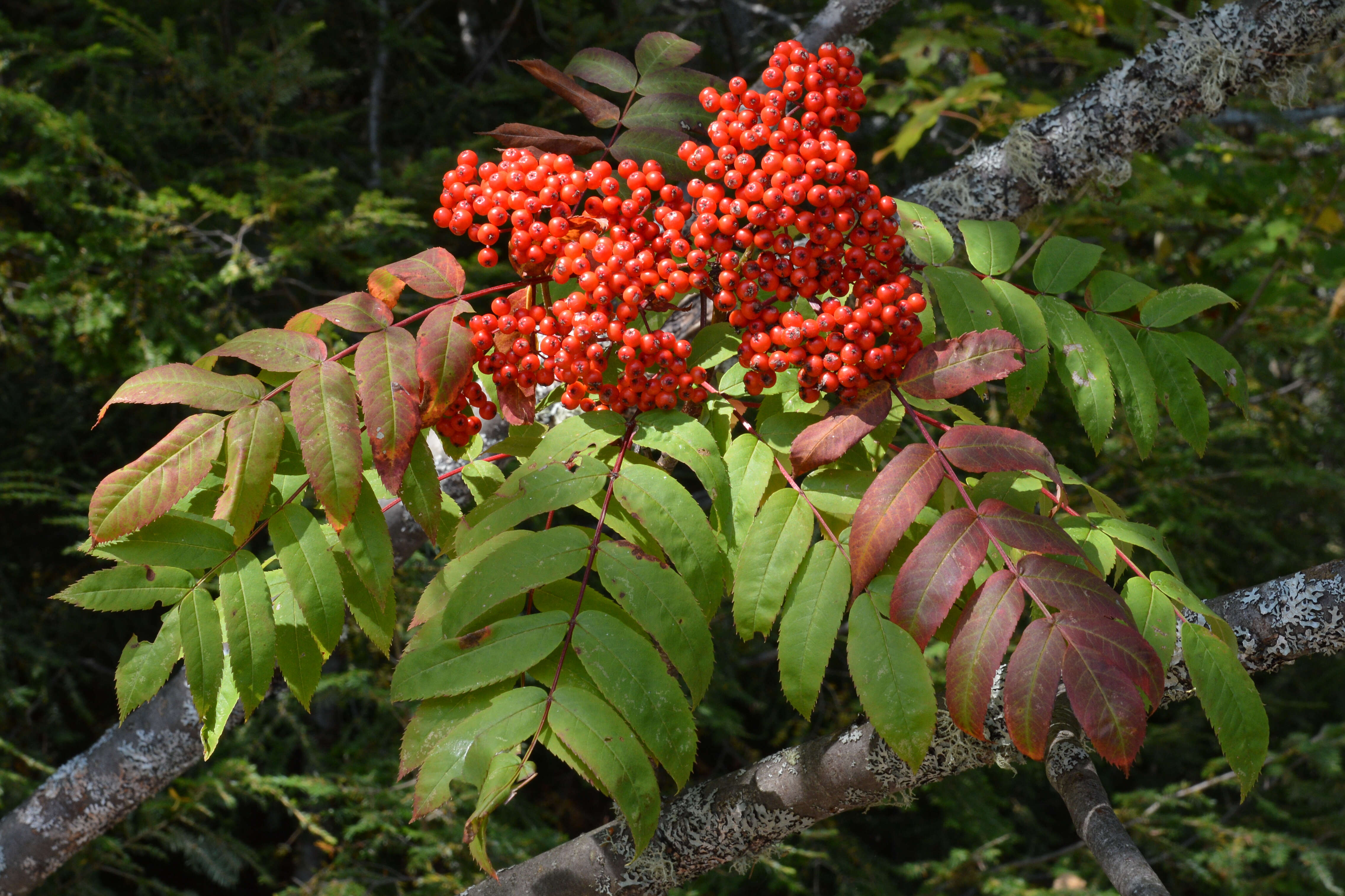 Image of northern mountain ash