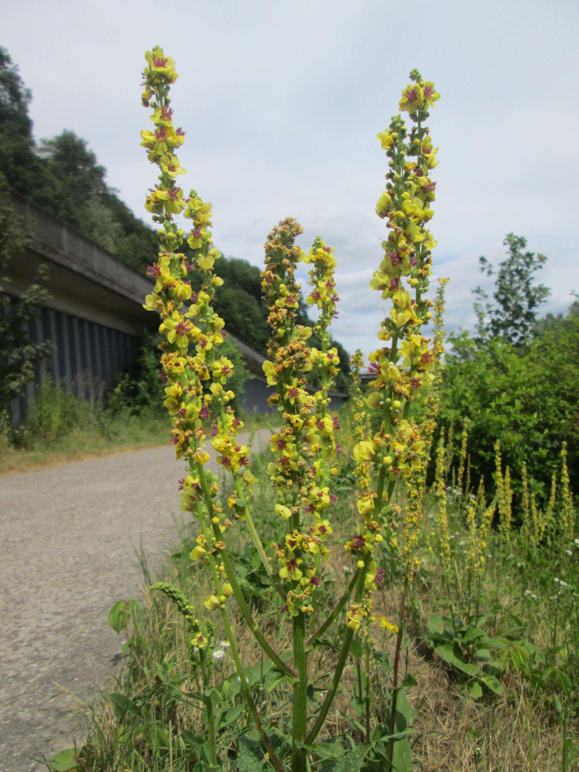 Verbascum nigrum L. resmi