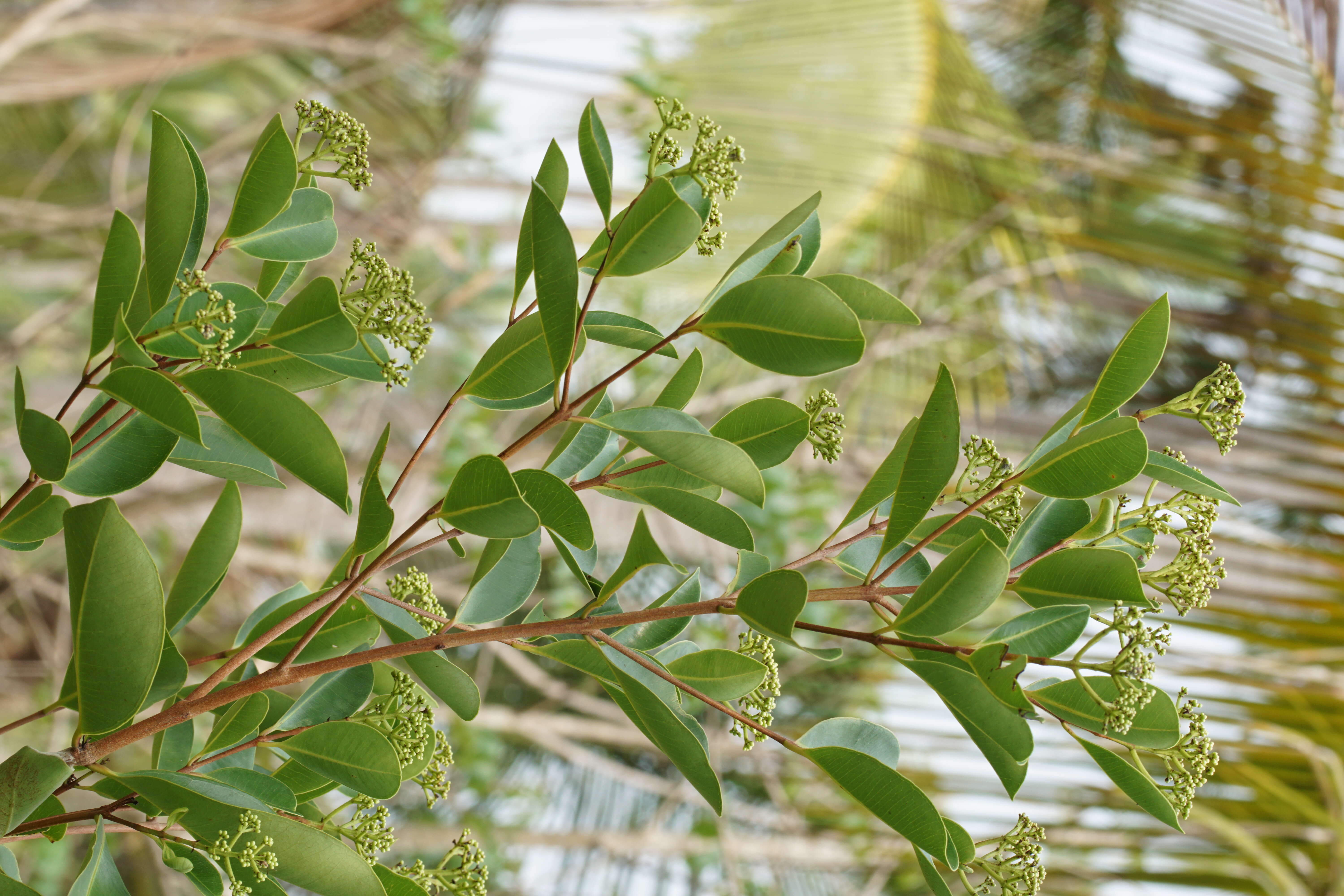 Image of Syzygium caryophyllatum (L.) Alston