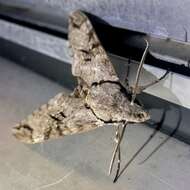 Image of Gray hawk moth