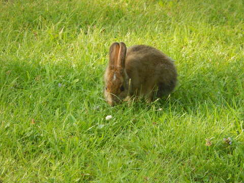 Image of snowshoe hare