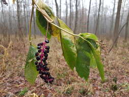 Image of American Nightshade