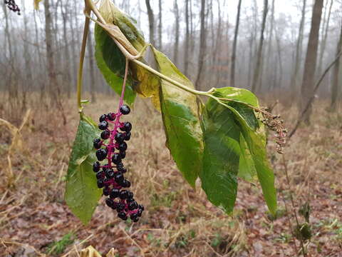 Image of American Nightshade