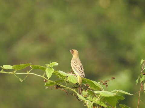 Image of Brown-headed Bunting