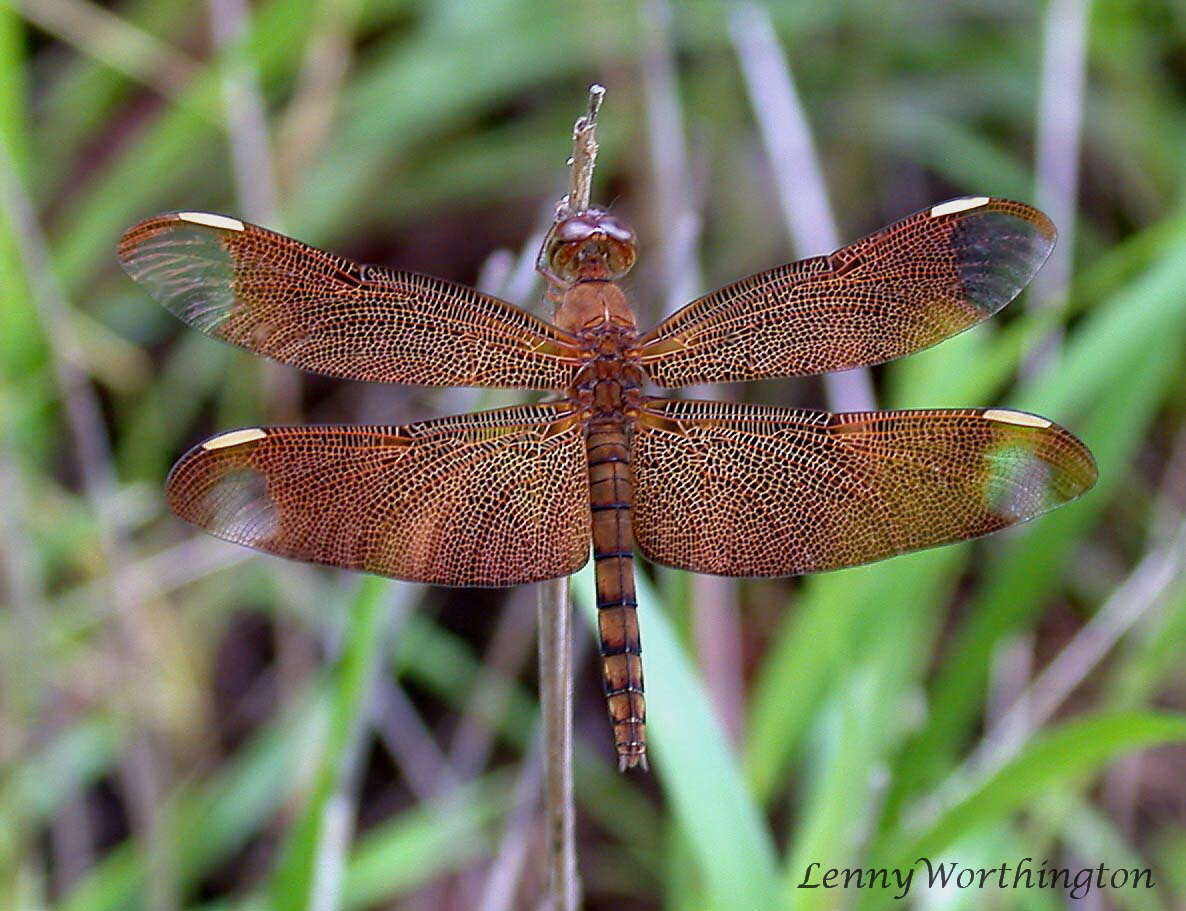 Image of Black Stream Glider