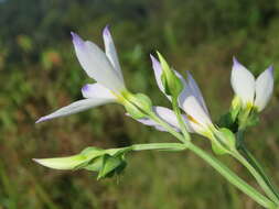 Image of Exacum tetragonum Roxb.