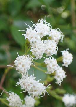 Image of Ageratina ligustrina (DC.) R. King & H. Rob.