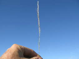 Image of Austrostipa setacea (R. Br.) S. W. L. Jacobs & J. Everett