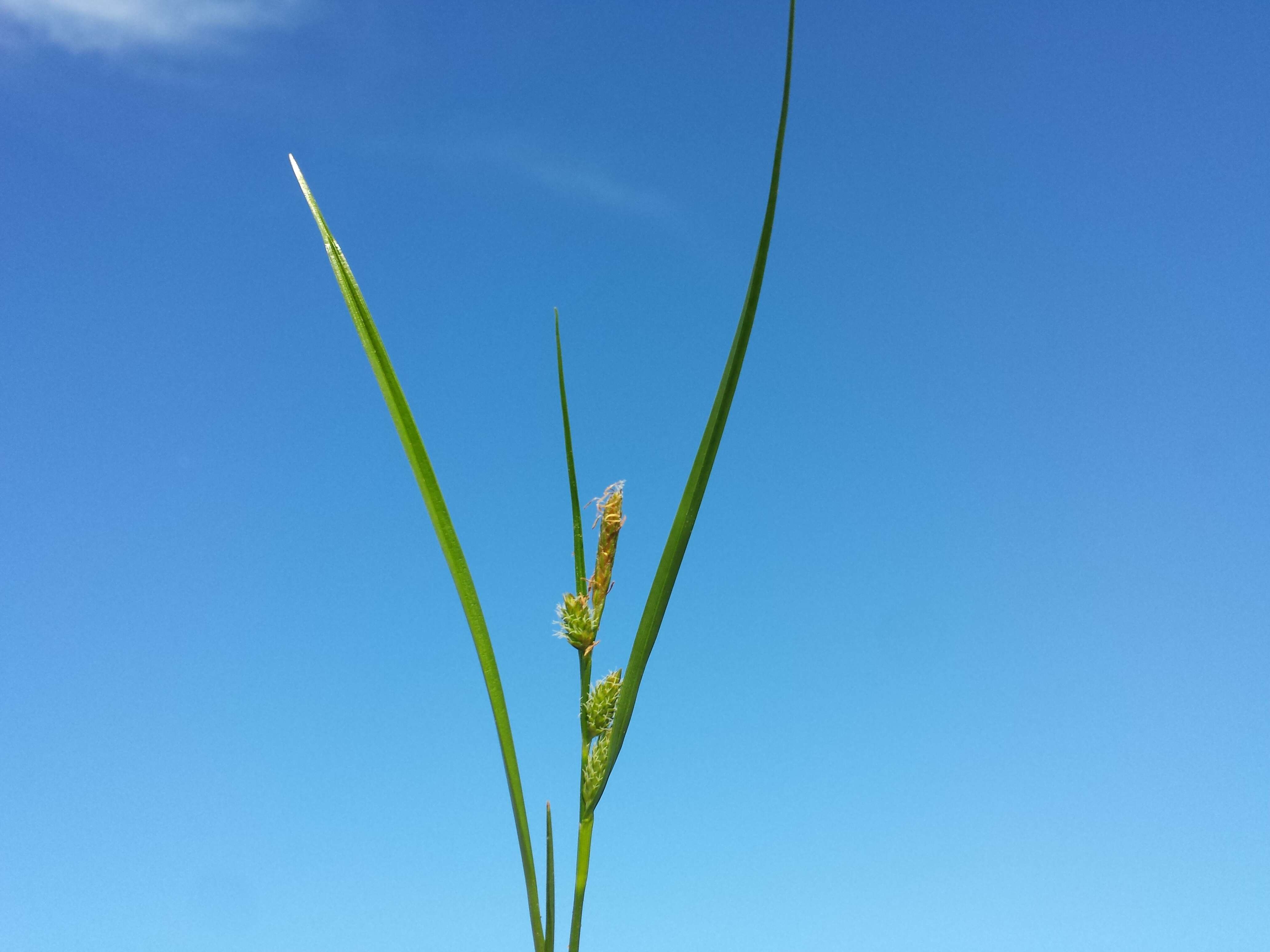 Image of Carex viridula