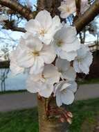 Image of Bird Cherry