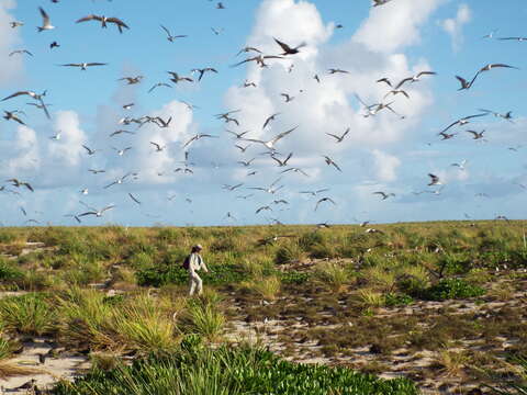 Image of Sooty Tern