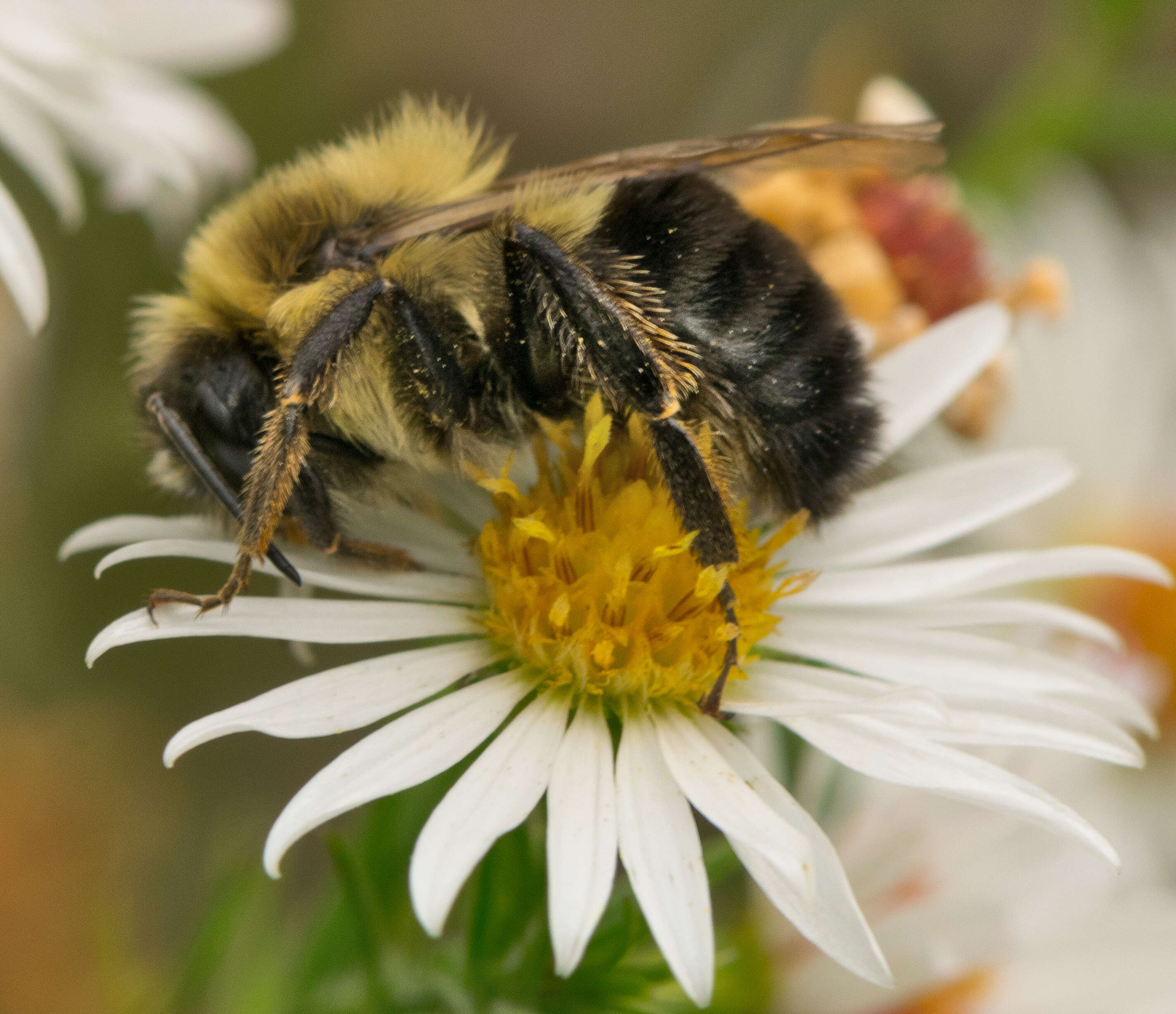 Image of Common Eastern Bumblebee