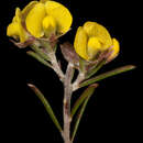 Image of Dillwynia acerosa S. Moore