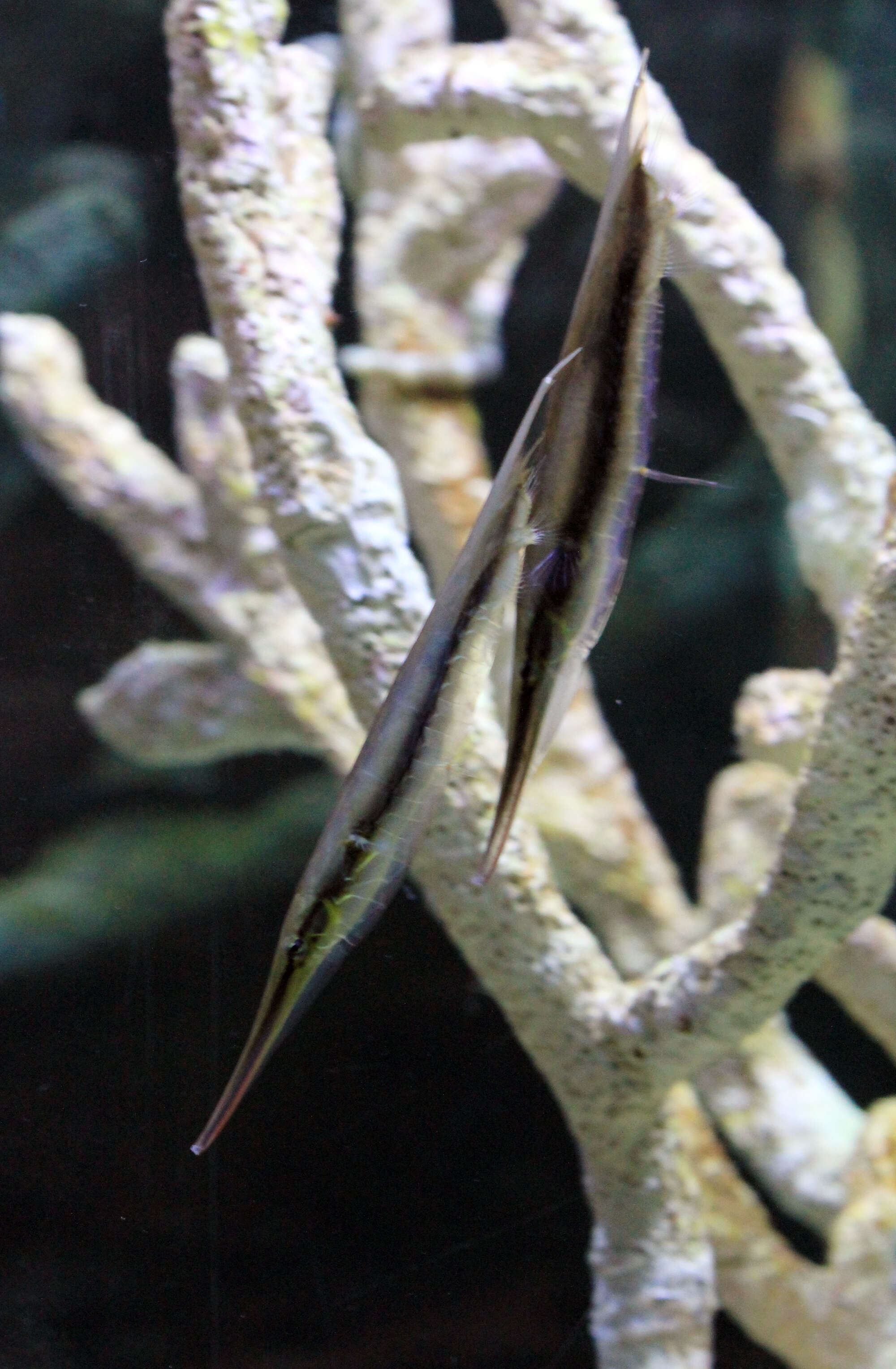 Image of Hinged shrimpfish