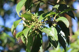 Image of Symplocos cochinchinensis (Lour.) Moore