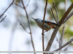 Слика од Sitta leucopsis Gould 1850