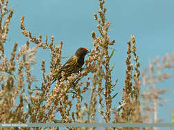 Image of Fire-fronted Serin