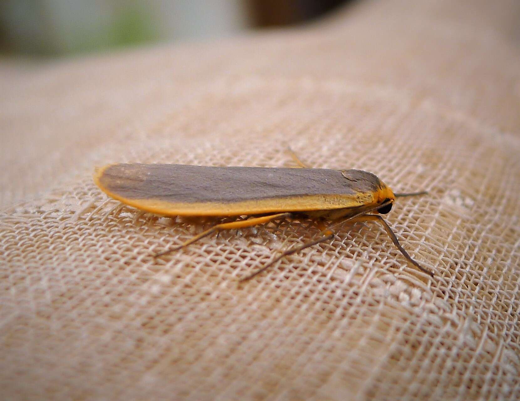 Image of common footman