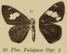 Plancia ëd Celaenorrhinus asmara Butler 1879